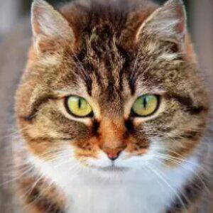 Meet your Posher, Tabby!